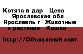 Котята в дар › Цена ­ 5 - Ярославская обл., Ярославль г. Животные и растения » Кошки   